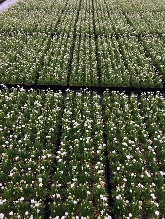 Armeria maritima 'Alba' P9 - afbeelding 5