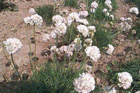 Armeria maritima 'Alba' P9 - afbeelding 1