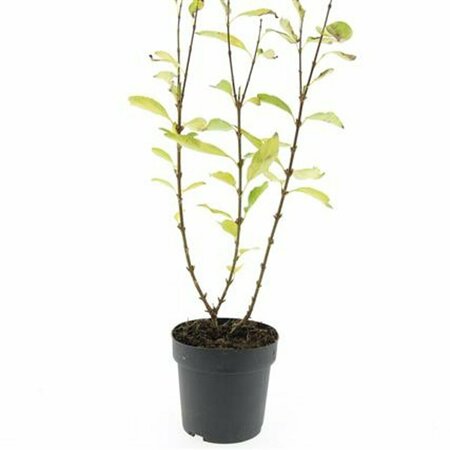 Forsythia intermedia 'Spectabilis' 80/100 C. - afbeelding 6