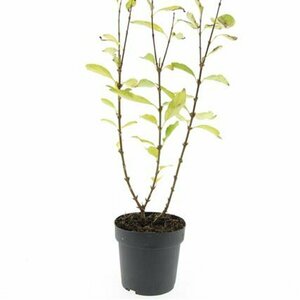 Forsythia intermedia 'Spectabilis' 80/100 C. - afbeelding 6
