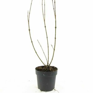 Forsythia intermedia 'Spectabilis' 80/100 C. - afbeelding 10