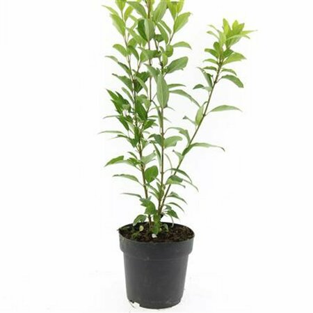 Forsythia intermedia 'Spectabilis' 80/100 C. - afbeelding 9