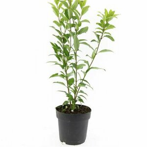 Forsythia intermedia 'Spectabilis' 80/100 C. - afbeelding 9