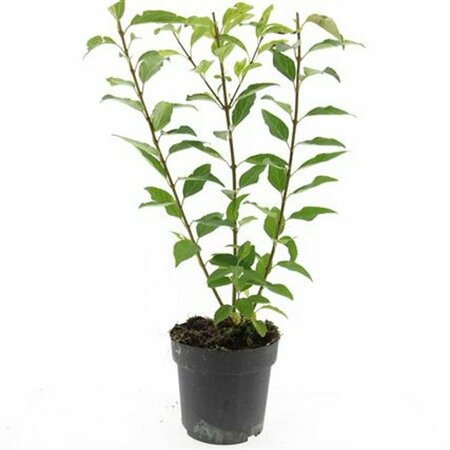Forsythia intermedia 'Spectabilis' 80/100 C. - afbeelding 8