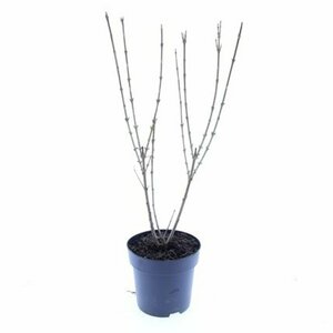 Forsythia intermedia 'Spectabilis' 80/100 C. - afbeelding 2