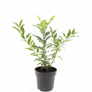 Forsythia intermedia 'Spectabilis' 80/100 C. - afbeelding 7
