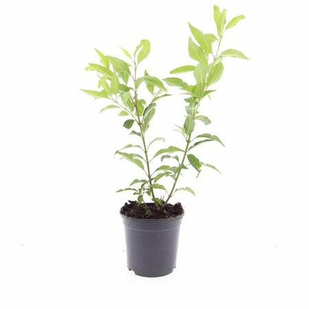 Forsythia intermedia 'Spectabilis' - afbeelding 2
