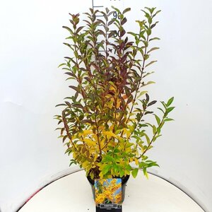 Forsythia intermedia 'Spectabilis' - afbeelding 13