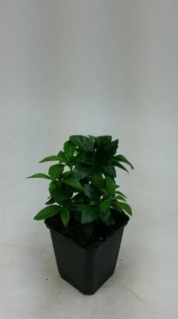 Pachysandra terminalis 'Green Carpet' P9 - afbeelding 8
