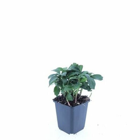 Pachysandra terminalis 'Green Carpet' P9 - afbeelding 14