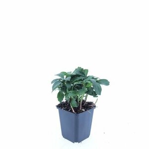 Pachysandra terminalis 'Green Carpet' P9 - afbeelding 14