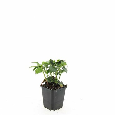 Pachysandra terminalis 'Green Carpet' P9 - afbeelding 18