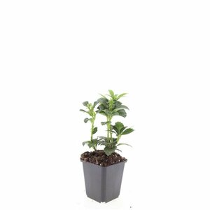 Pachysandra terminalis 'Green Carpet' P9 - afbeelding 7