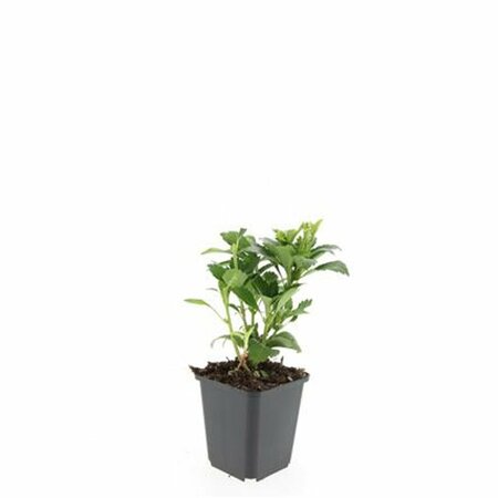 Pachysandra terminalis 'Green Carpet' P9 - afbeelding 17