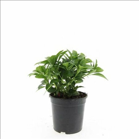 Pachysandra terminalis 'Green Carpet' P9 - afbeelding 19