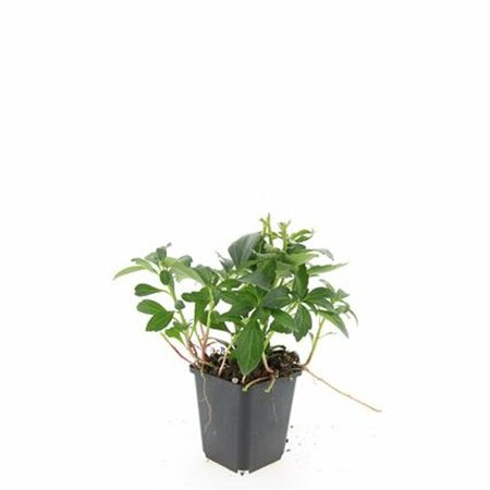 Pachysandra terminalis 'Green Carpet' P9 - afbeelding 16