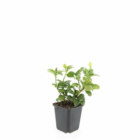 Pachysandra terminalis 'Green Carpet' P9 - afbeelding 12