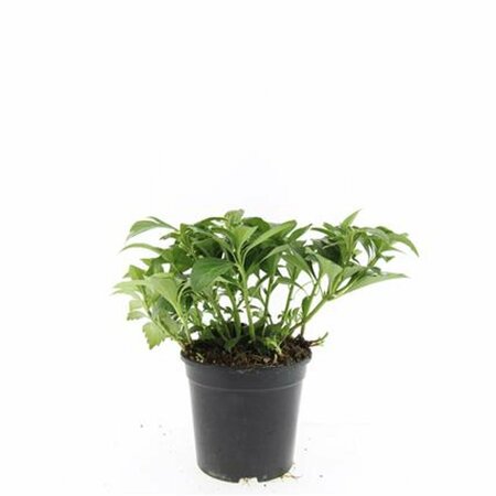Pachysandra terminalis 'Green Carpet' P9 - afbeelding 5