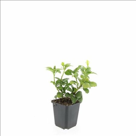 Pachysandra terminalis 'Green Carpet' P9 - afbeelding 10