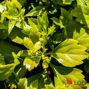 Pachysandra terminalis 'Green Carpet' P9
