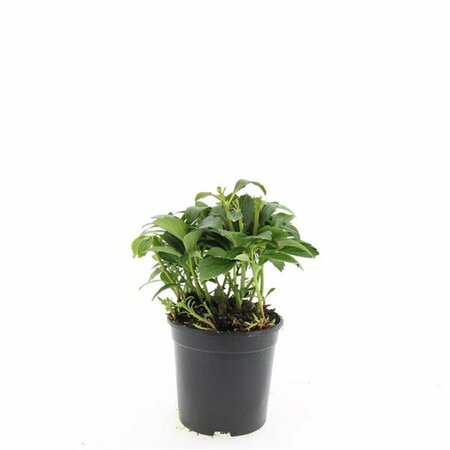 Pachysandra terminalis 'Green Carpet' P9 - afbeelding 3