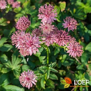 Astrantia major 'Roma' P9