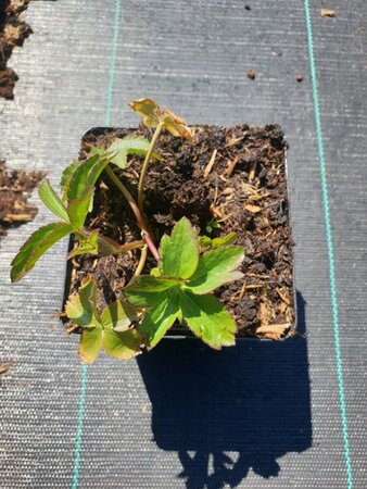 Astrantia major 'Roma' P9 - afbeelding 4