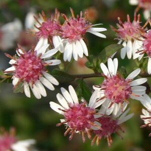 Aster latifolius 'Horizontalis' P9 - afbeelding 4