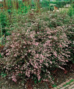 Aster latifolius 'Horizontalis' P9 - afbeelding 3