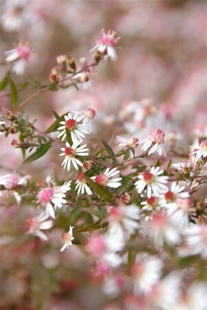 Aster latifolius 'Horizontalis' P9 - afbeelding 8