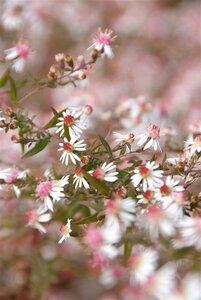 Aster latifolius 'Horizontalis' P9 - afbeelding 8