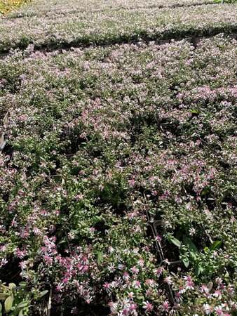 Aster latifolius 'Horizontalis' P9 - afbeelding 6