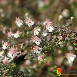 Aster latifolius 'Horizontalis' P9