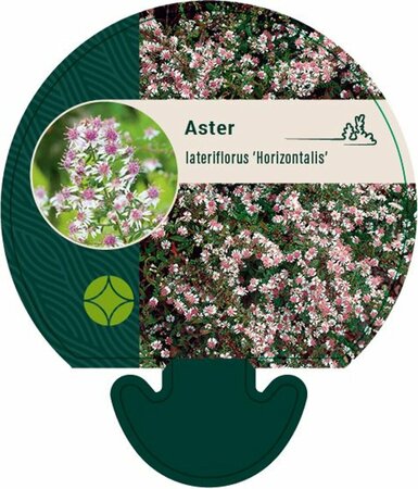 Aster latifolius 'Horizontalis' P9 - afbeelding 9