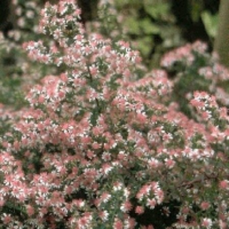 Aster latifolius 'Horizontalis' P9 - afbeelding 2
