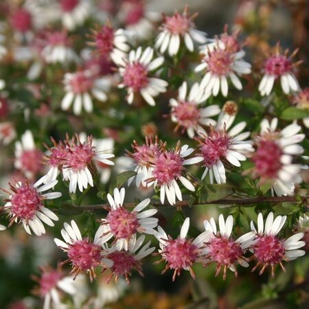 Aster latifolius 'Horizontalis' P9 - afbeelding 10