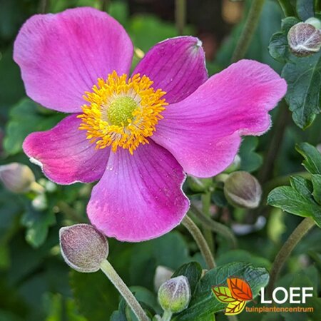 Anemone hupehensis 'Praecox' P9 - afbeelding 4