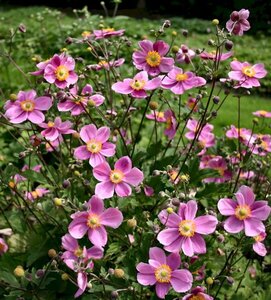 Anemone hupehensis 'Praecox' P9 - afbeelding 6