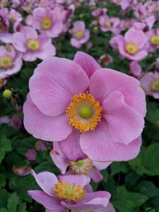 Anemone hupehensis 'Praecox' P9 - afbeelding 3