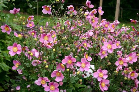 Anemone hupehensis 'Praecox' P9 - afbeelding 7
