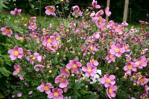 Anemone hupehensis 'Praecox' P9 - afbeelding 7