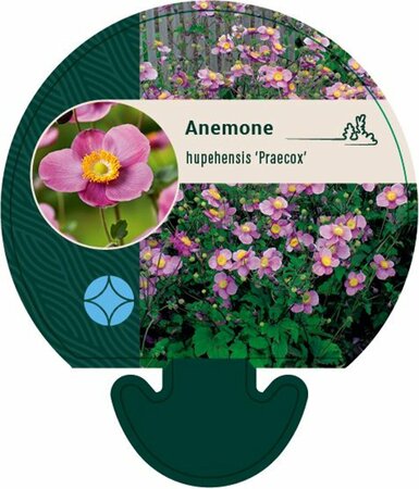 Anemone hupehensis 'Praecox' P9 - afbeelding 1