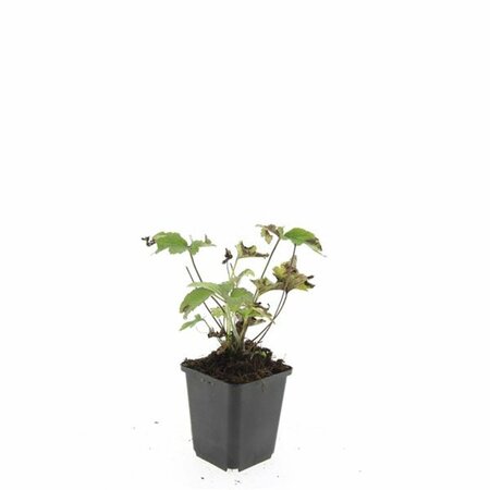 Anemone tomentosa 'Robustissima' P9 - afbeelding 10