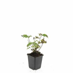 Anemone tomentosa 'Robustissima' P9 - afbeelding 10