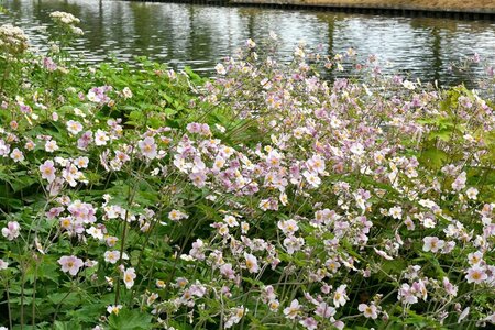 Anemone tomentosa 'Robustissima' P9 - afbeelding 2