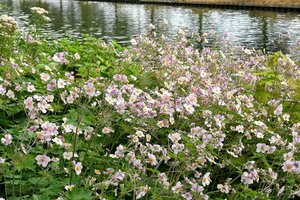 Anemone tomentosa 'Robustissima' P9 - afbeelding 2