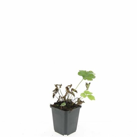 Anemone tomentosa 'Robustissima' P9 - afbeelding 5