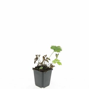 Anemone tomentosa 'Robustissima' P9 - afbeelding 5