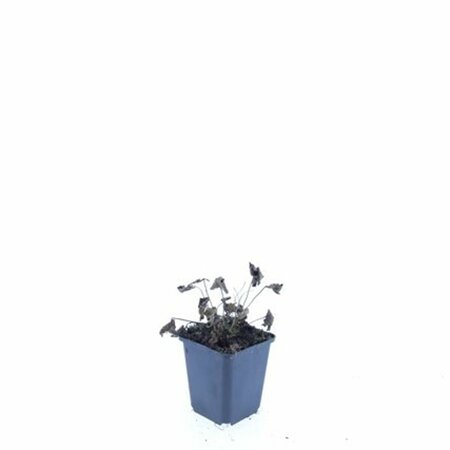 Anemone tomentosa 'Robustissima' P9 - afbeelding 9