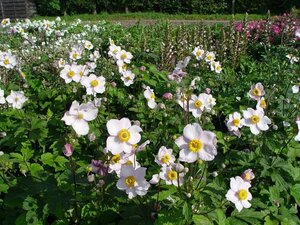 Anemone tomentosa 'Robustissima' P9 - afbeelding 12